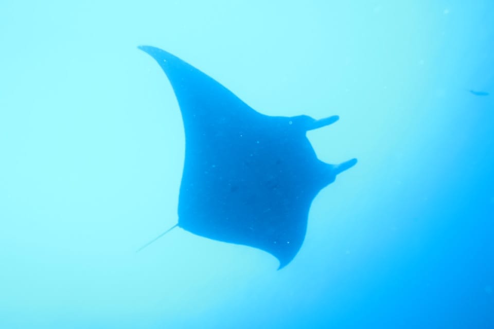 Manta en Moofushi Maldivas